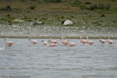 Flamingo (8 von 21).jpg